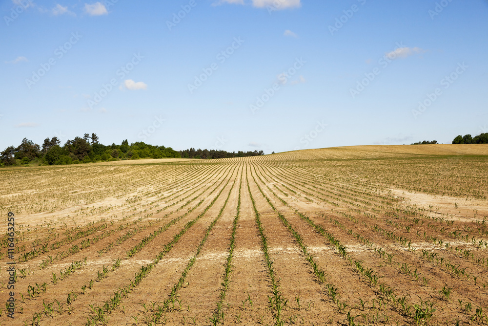 cracked earth in the field cracked earth in the field