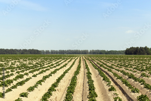Potatoes in the field