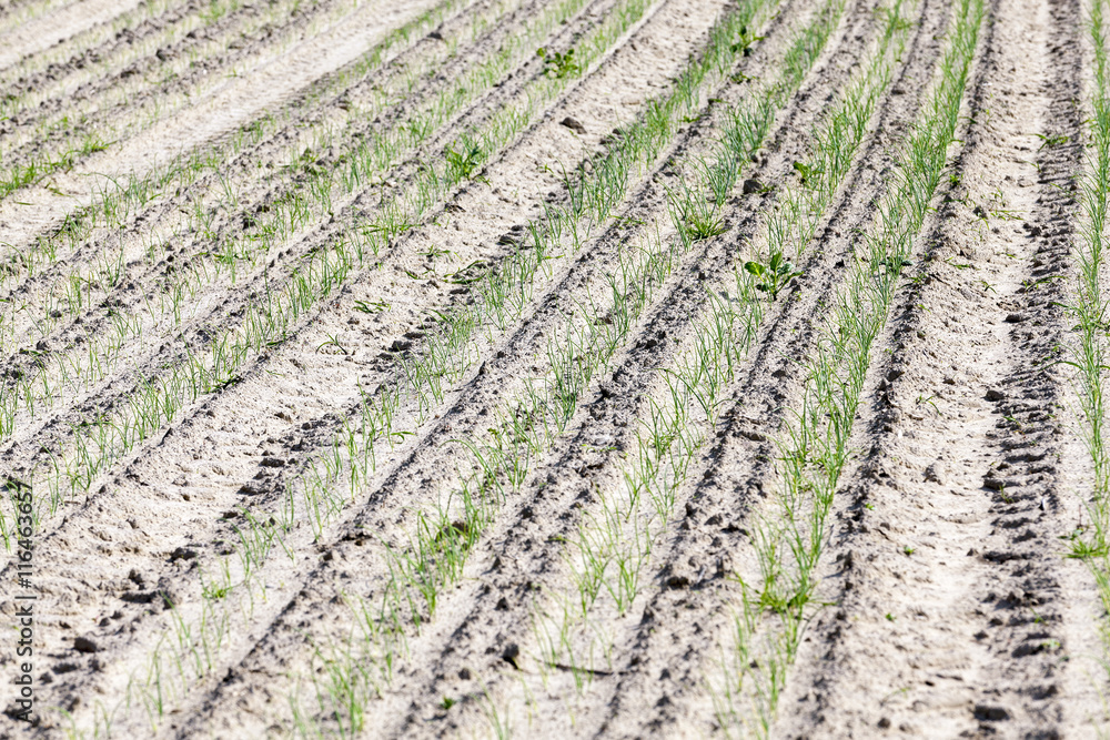 field with green onions field with green onions