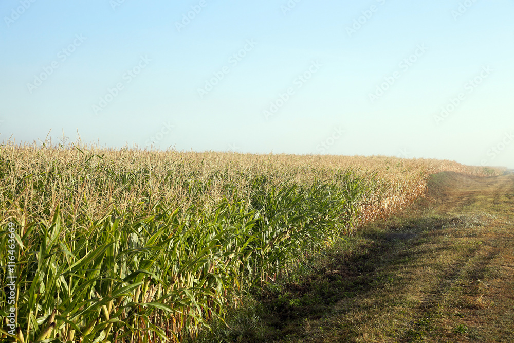 Fototapeta premium Green immature corn