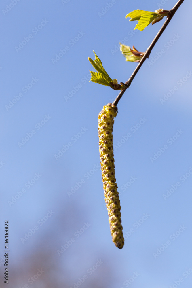 Naklejka premium birch trees in spring