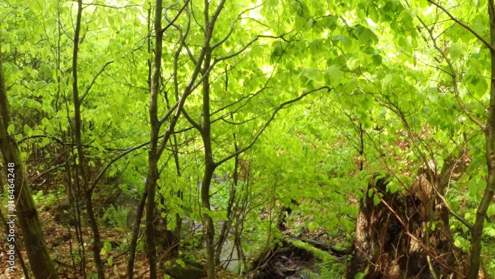 Young Forest Growing on a Mountain Stream