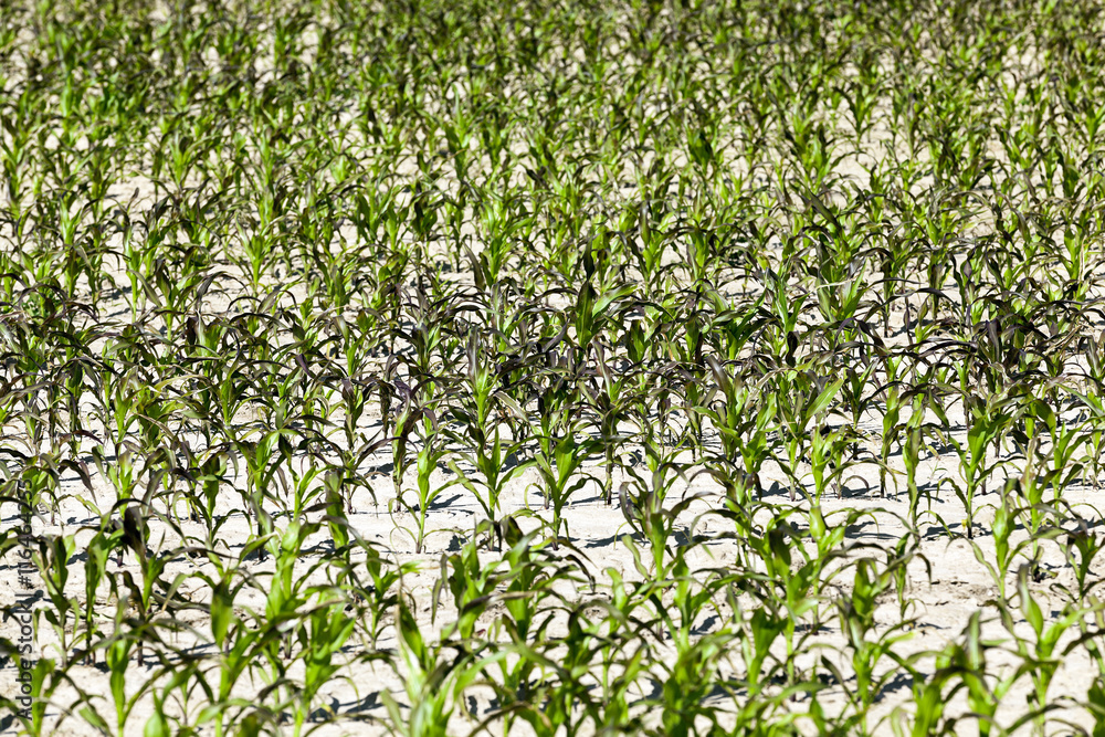 Field with corn Field with corn