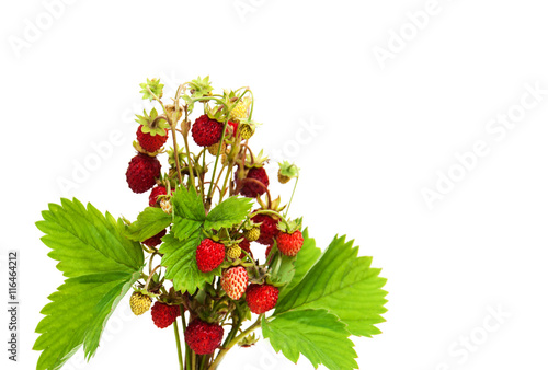 bunch of wild strawberry