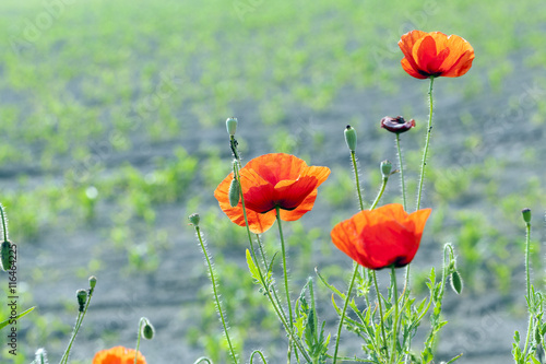 red poppies. summer