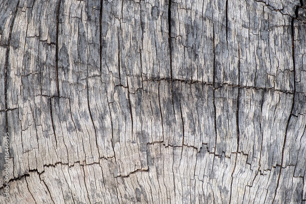 Close up natural old wood texture background with cracks Close up natural old wood texture background with cracks