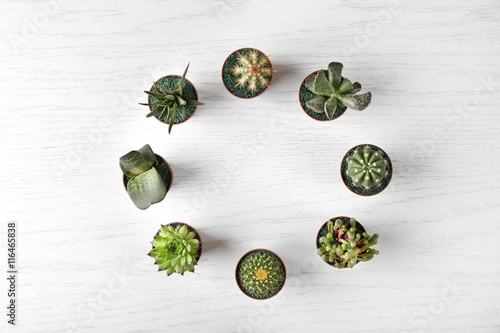 Fotografie Different succulents and cactus in pots on light wooden background