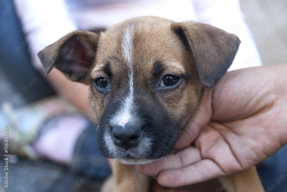 Portrait of puppy in shelter waiting for new owner Portrait of puppy in shelter waiting for new owner