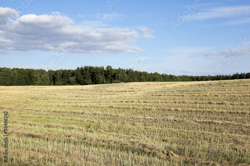 harvesting of rape