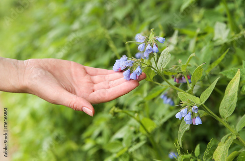 Female hand touching flower bell. Macro. Background