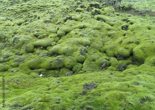 Breathtaking Green Moss Covered Lava Rocks in South Iceland, Background, Pattern