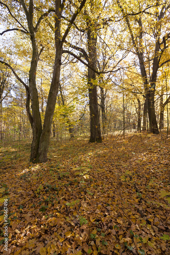forest autumn season © rsooll