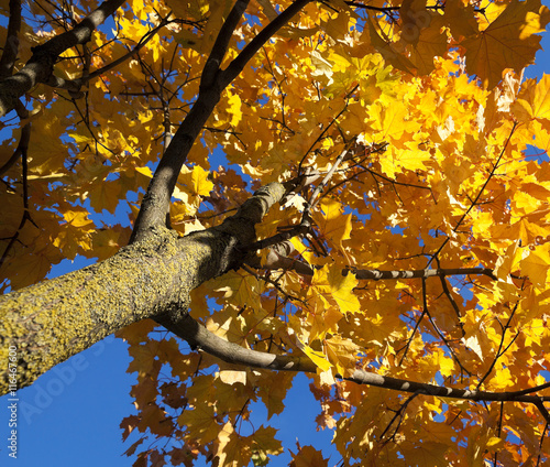 leaves on trees, autumn