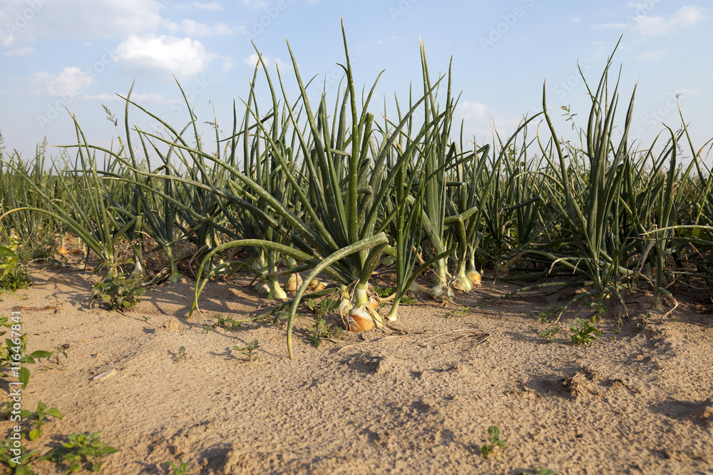 field with green onions field with green onions