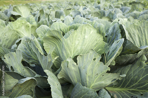 agricultural field with a cabbage