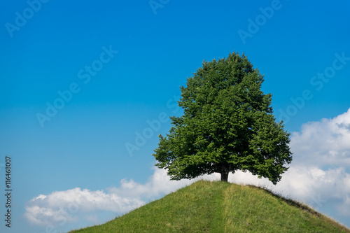 Excellent green tree on a hill in front of the blue sky with clouds in perfect symmetry and harmony - unique landscape shot during the summer time