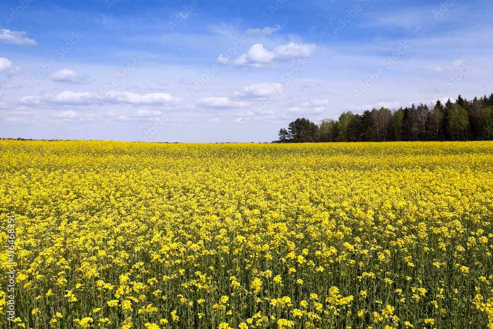 Obraz premium flowering canola. Spring