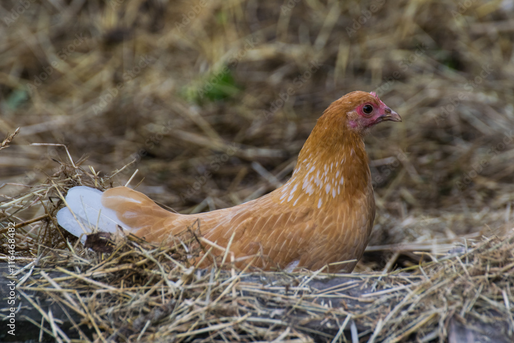 braunes Zwerghuhn auf einem Nest beim Brüten braunes Zwerghuhn auf einem Nest beim Brüten