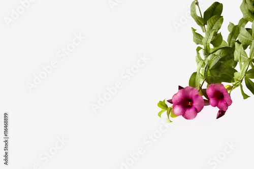 Purple bignonia isolate on white background. photo