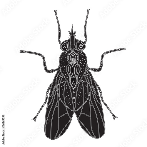 Fly insect silhouette. Fly sketch a tattoo. Doodle style. Modern design. Vector illustration