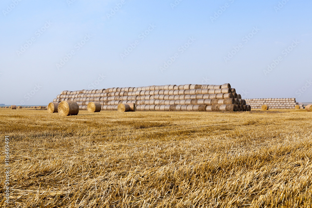 Fototapeta premium stack of straw in the field