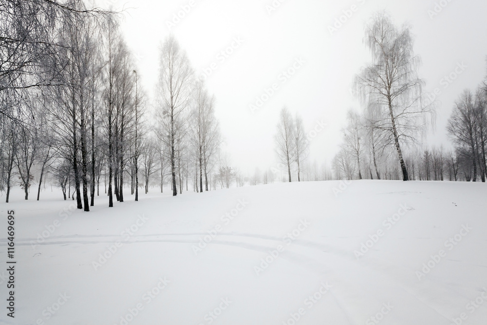 trees in winter trees in winter
