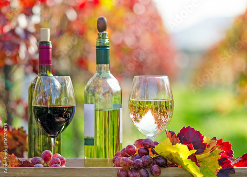 Genuss in der Pfalz: Weinprobe im Herbst, Rotwein, Weißwein, Trauben  :)