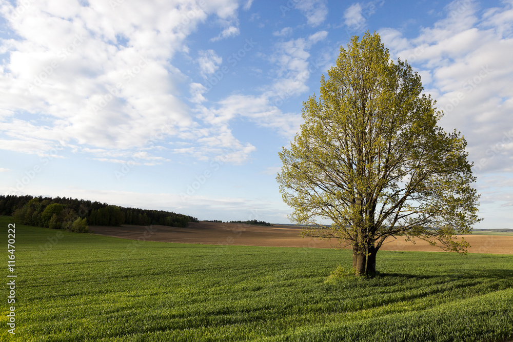 Field of wheat