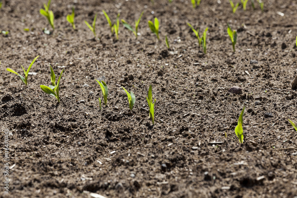 green corn. Spring green corn. Spring