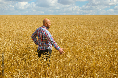 hairless farmer with beard inspecting ripe golden wheat field on the sunny day.