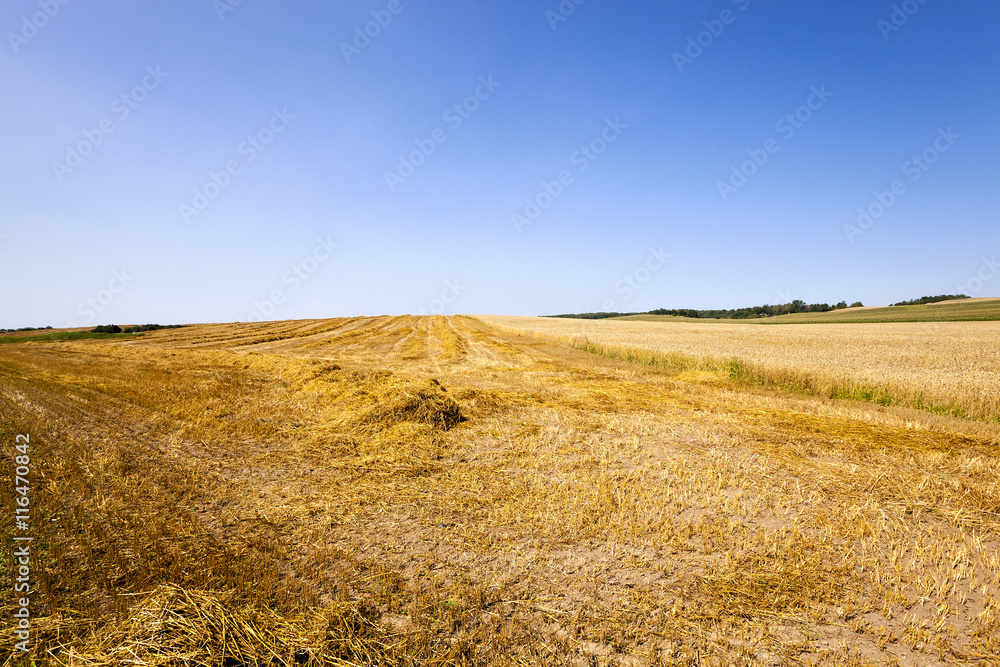 Cut wheat , Blue sky.
