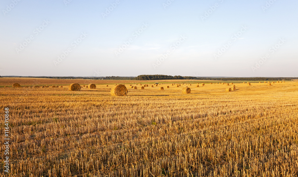 harvest of cereals