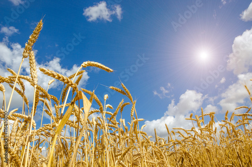 ripe beautiful golden wheat field and sunny day.