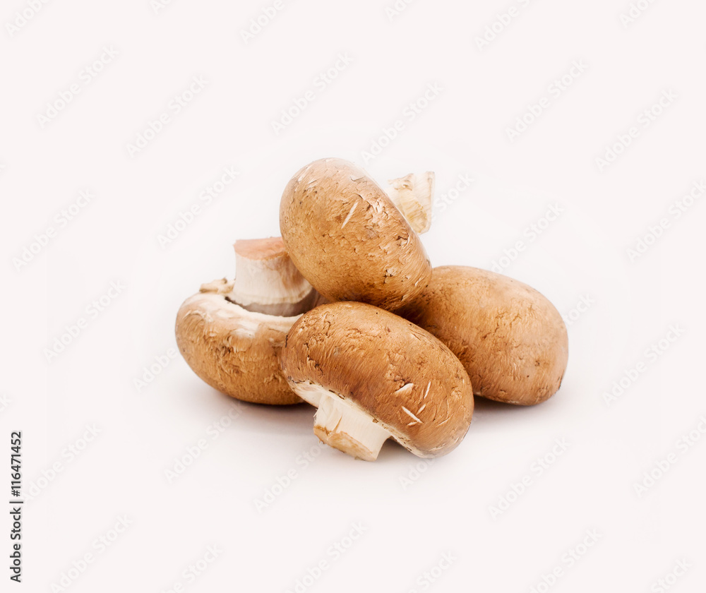 mushrooms on a white background mushrooms on a white background