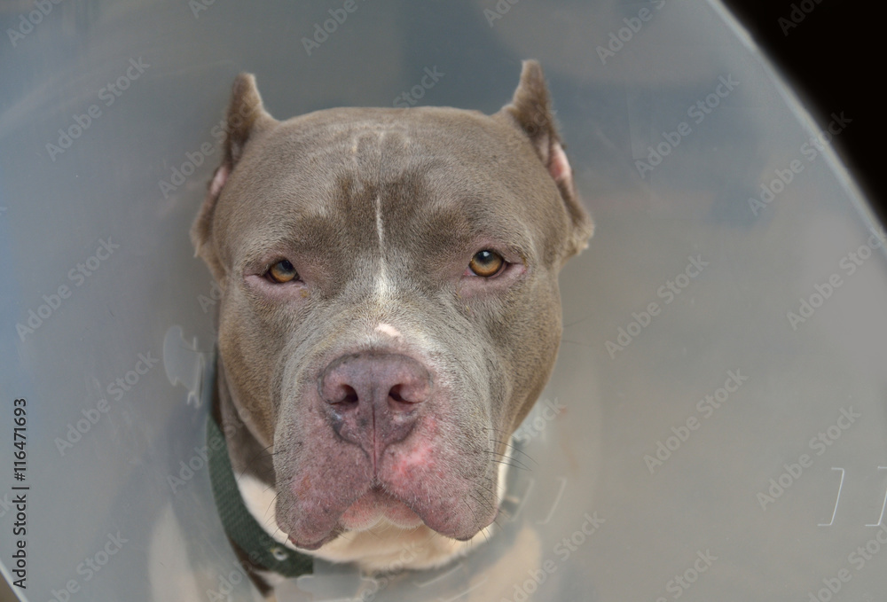 pitbull sick pitbull sick