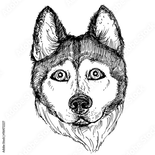 Hand drawn vector illustration dog husky. sketch. Vector eps 8