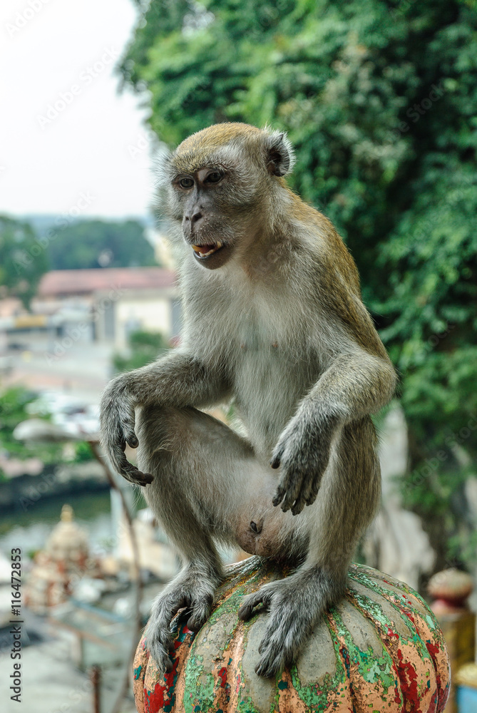 monkey in the Batu Caves  in kuala lumpur, Malaysia