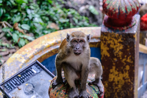 Photography monkey in the Batu Caves  in kuala lumpur, Malaysia