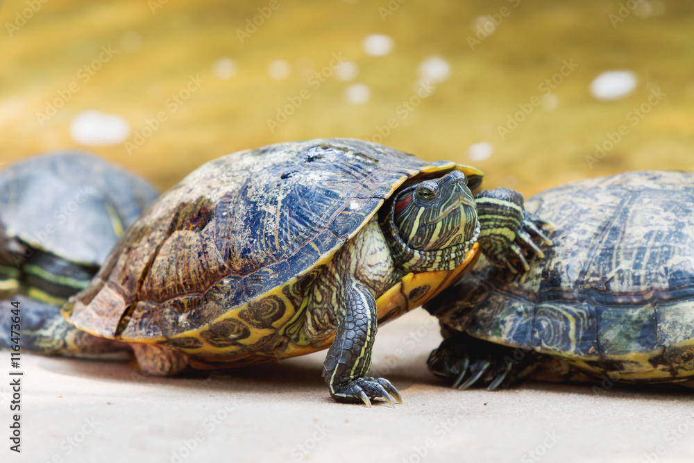 The pond slider (Trachemys scripta), common, medium-sized semi-aquatic turtle. Red-eared turtles. Thailand. The pond slider (Trachemys scripta), common, medium-sized semi-aquatic turtle. Red-eared turtles. Thailand.