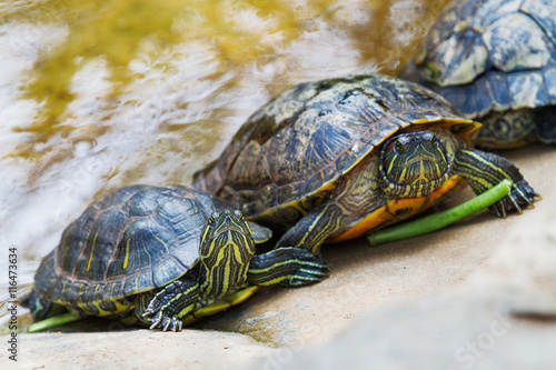 The pond slider (Trachemys scripta), common, medium-sized semi-aquatic turtle. Red-eared turtles. Thailand.