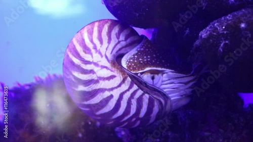 Nautilus, pelagic marine mollusc underwater photo