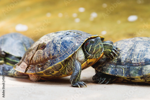 The pond slider (Trachemys scripta), common, medium-sized semi-aquatic turtle. Red-eared turtles. Thailand.