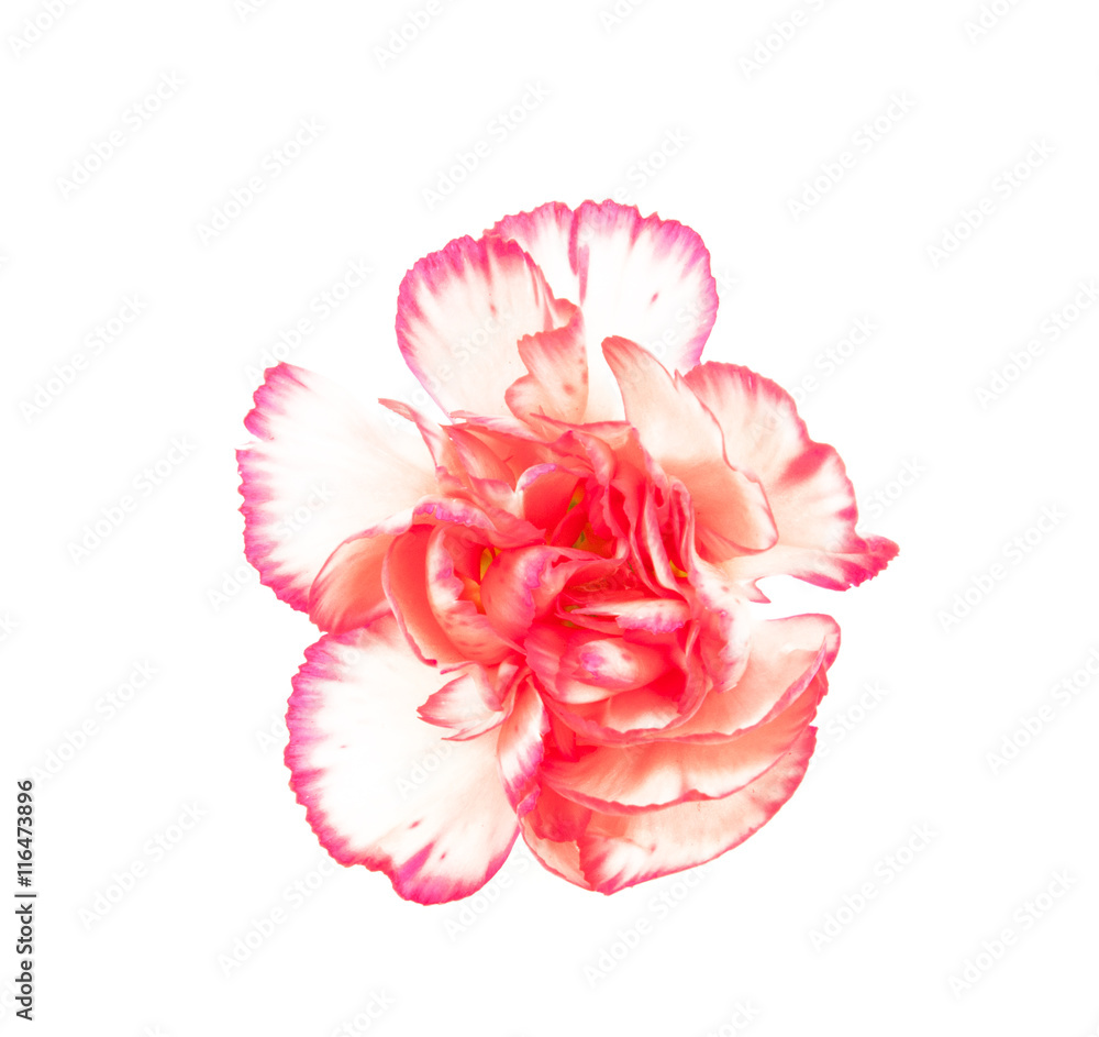 pink carnation flowers isolated background