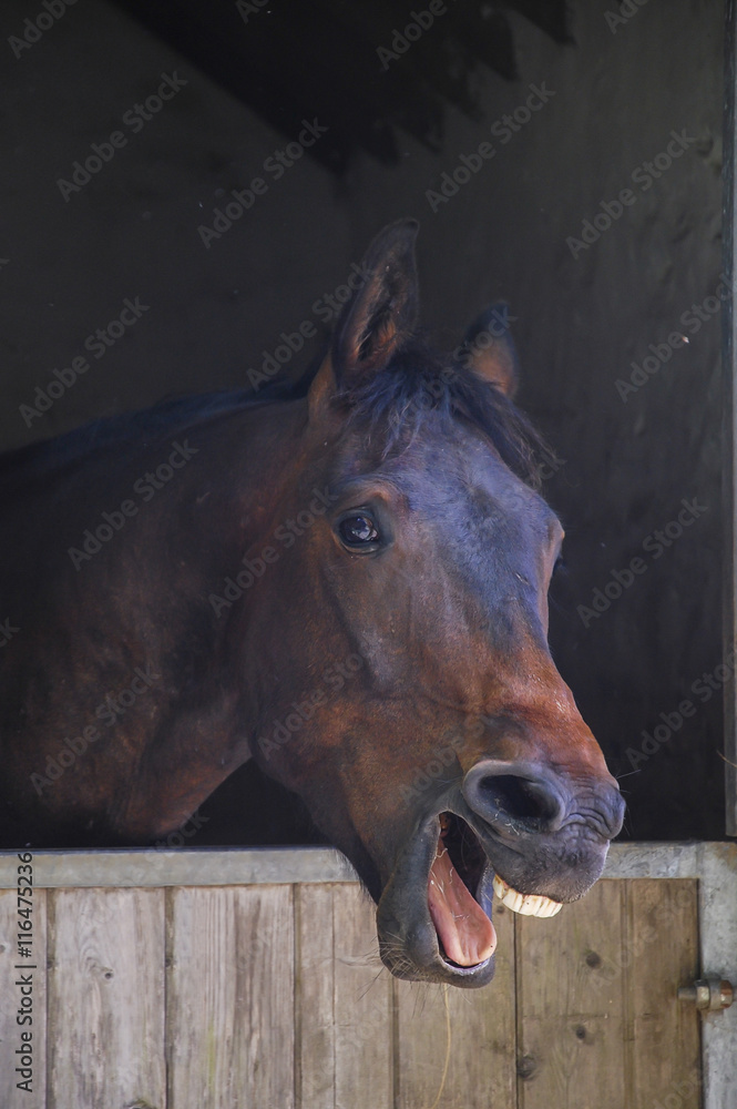 Naklejka Portret śmiejącego się konia