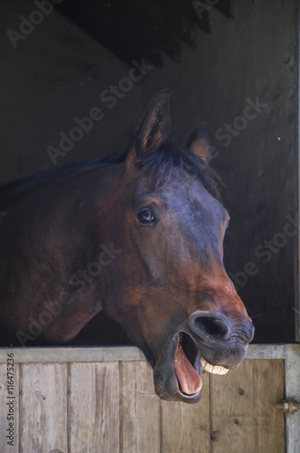 Laughing Horse Portrait