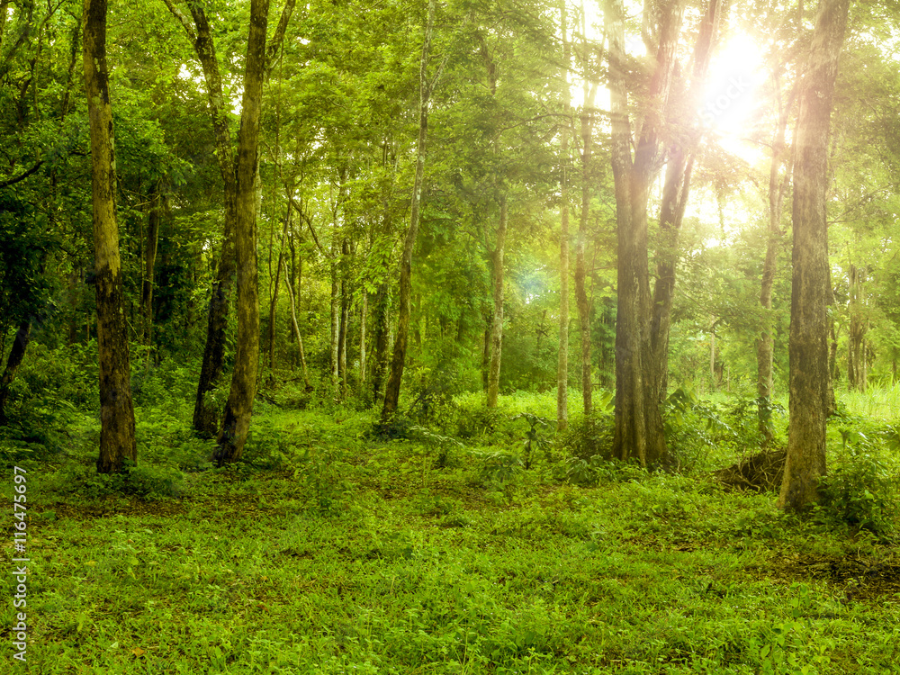 Obraz premium Scenic forest of fresh green deciduous trees framed by leaves, with the sun casting its warm rays through the foliage