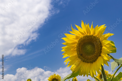 sunflower