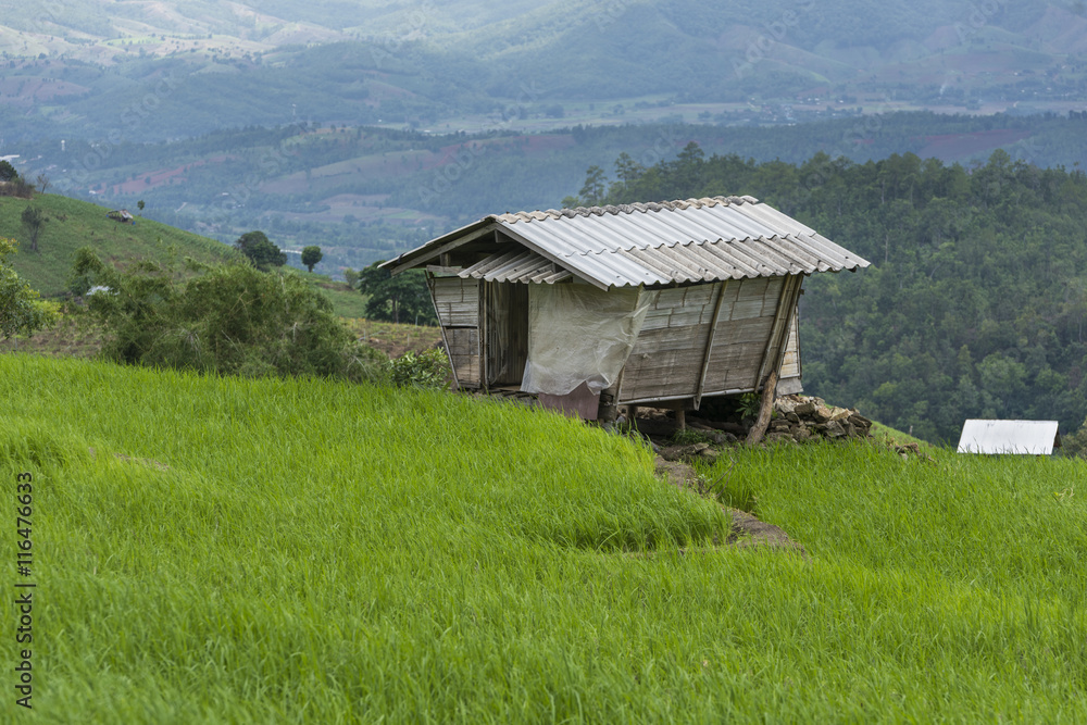 Fototapeta premium Cottage on step rice's field at mountains in Chiangmai province,Thailand