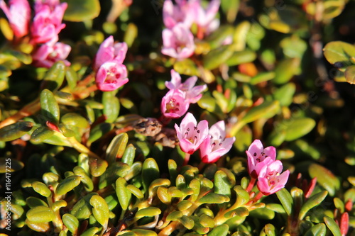 Fototapeta Naklejka Na Ścianę i Meble -  Blossoms of the alpine azalea (Kalmia procumbens)