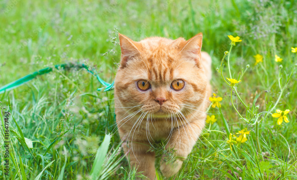 Beautiful British Shorthair cat in the green grass
